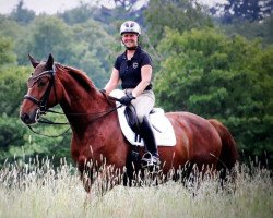 dressage horse Belsasar (Oldenburg, 2010, from Belissimo NRW)