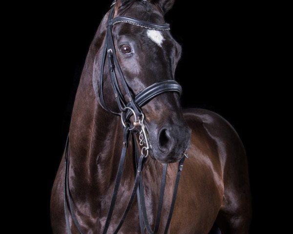 dressage horse Skywalker Luke (Württemberger, 2003, from Sir Oldenburg)