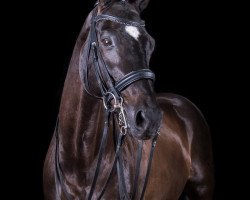 dressage horse Skywalker Luke (Württemberger, 2003, from Sir Oldenburg)