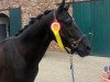 dressage horse Boritas II (German Riding Pony, 2011, from Orchard Boginov)