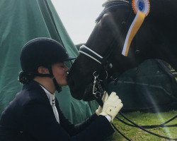 dressage horse Sans Souci K (Oldenburg, 2010, from San Amour I)