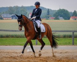 dressage horse Carlotta K 4 (Deutsches Sportpferd, 2011, from Lewinski)