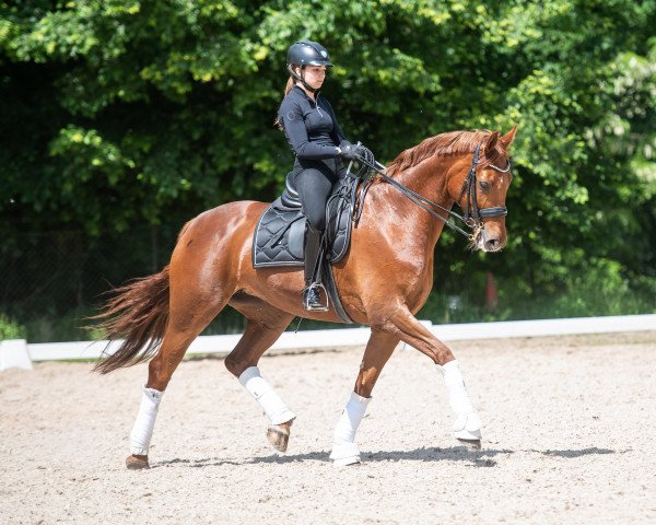 dressage horse Lisandra 4 (Hanoverian, 2008, from Londontime)