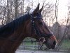 horse Melina 82 (German Warmblood, 2010, from Unbekannt)