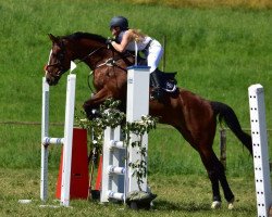 jumper Jpg Horses California Dream (Oldenburg, 2014, from Albfuehren's Coupe de Alb)