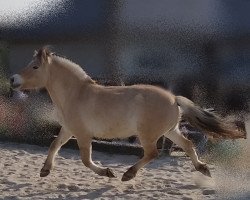 horse Kosmo (Fjord Horse, 2014, from Rudsmo Remi)