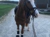 dressage horse Newton WW (German Riding Pony, 2016, from Fs Numero Uno)