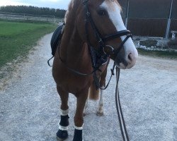 dressage horse Newton WW (German Riding Pony, 2016, from Fs Numero Uno)