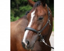 dressage horse Darino O (German Sport Horse, 2013, from Diamond Ruby)