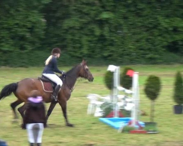 Reitturnier Willich-Anrath-Neersen 2015
