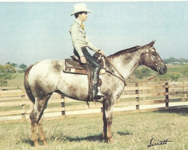 broodmare Going To Flame T180495 (Appaloosa, 1972, from Go Bay Go)