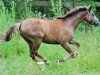 Dressurpferd Sir Eric F (Deutsches Reitpony, 2016, von Exclusive 8)