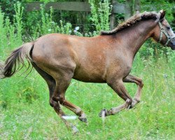 dressage horse Sir Eric F (German Riding Pony, 2016, from Exclusive 8)