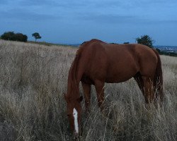 broodmare Alea iacta est 6 (Oldenburg, 2008, from Leviathan)