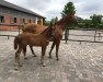 dressage horse Hengst von Quantensprung / Rubin-Royal (Westphalian, 2018, from Quantensprung 3)