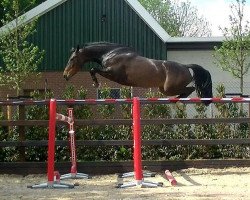 jumper Hazel (KWPN (Royal Dutch Sporthorse), 2012, from Glasgow van het Merelsnest)