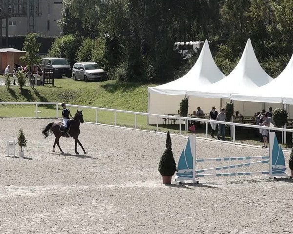 Pferdesporttage Bülach 2021