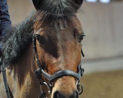 Springpferd Pipa van het Lindenhof (Belgisches Reitpony, 2011, von Kantje's Ronaldo)