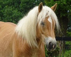 horse Navaro van de Edelweiss (Haflinger, 2016, from liz. 486/T Namurai)