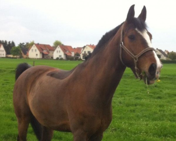 Pferd Ratego (Hannoveraner, 1996, von Ramiro's Son II)