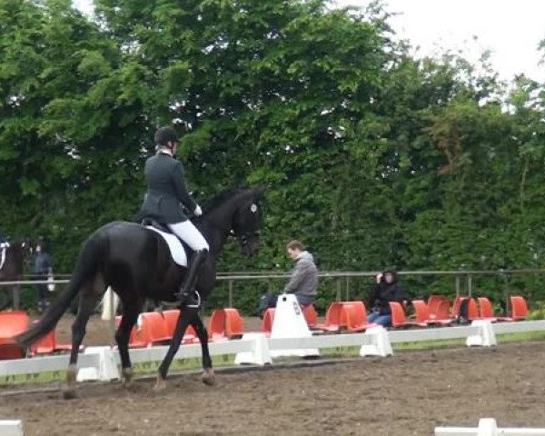 Reitturnier Willich-Anrath-Neersen 2015