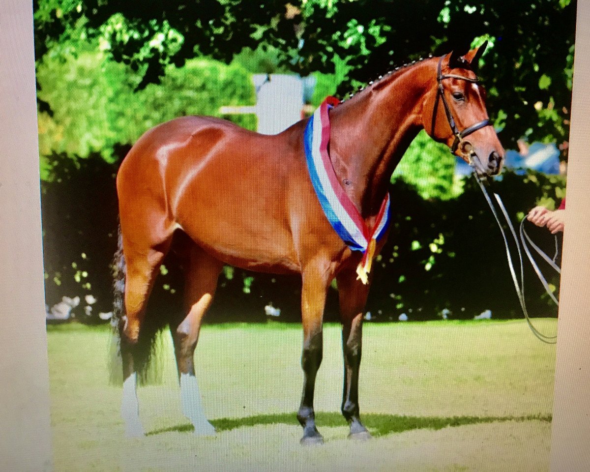 broodmare BB Graziella (Holsteiner, 2014, from Casall Ask)