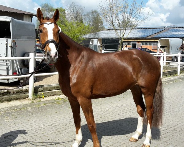 broodmare Florentine (Hanoverian, 2012, from Fabregas)