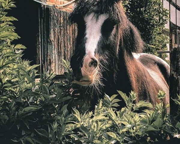 Pferd nalle (Tinker / Irish Cob / Gypsy Vanner,  )