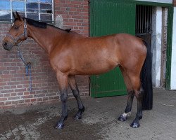 broodmare Cosma Celina (German Sport Horse, 2006, from Collini)