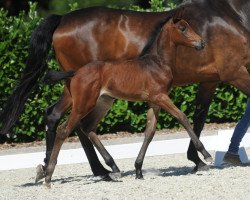 dressage horse Stute von Diamond Deluxe (Westphalian, 2018, from Diamond Deluxe 3)