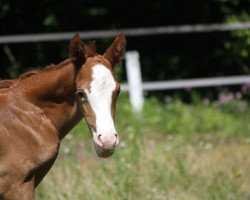 dressage horse Südpfalz Nevio (German Riding Pony, 2020, from Notting Hill 2)