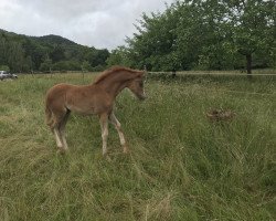 dressage horse Südpfalz Hermine (German Riding Pony, 2020, from Dancing Fox 2)