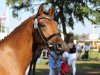 broodmare Hillary ZV (German Riding Pony, 2016, from Kachunga)