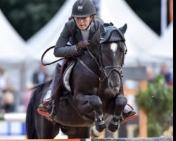 stallion Top Berlin (German Riding Pony, 2009, from Top Balino)