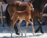 dressage horse Fred Weasley E (Westphalian, 2018, from For Final)