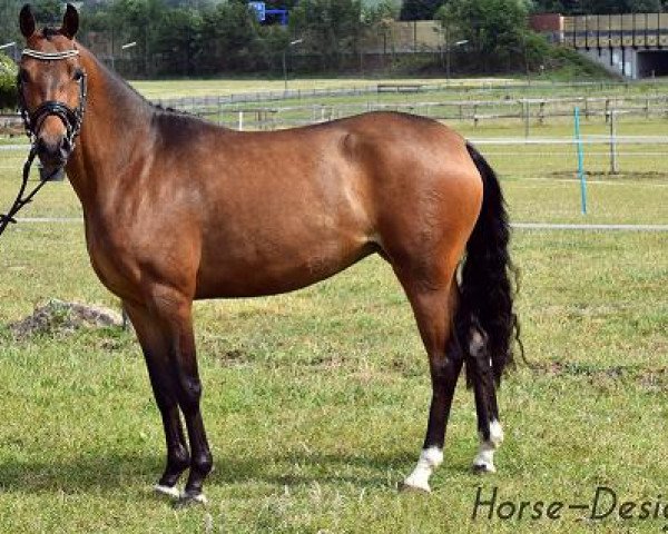 broodmare Hadiwardie (German Riding Pony, 2011, from Orchard Boginov)