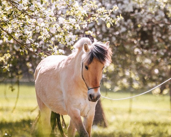 horse Thore (Fjord Horse, 2013, from Tristan)