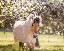 horse Thore (Fjord Horse, 2013, from Tristan)