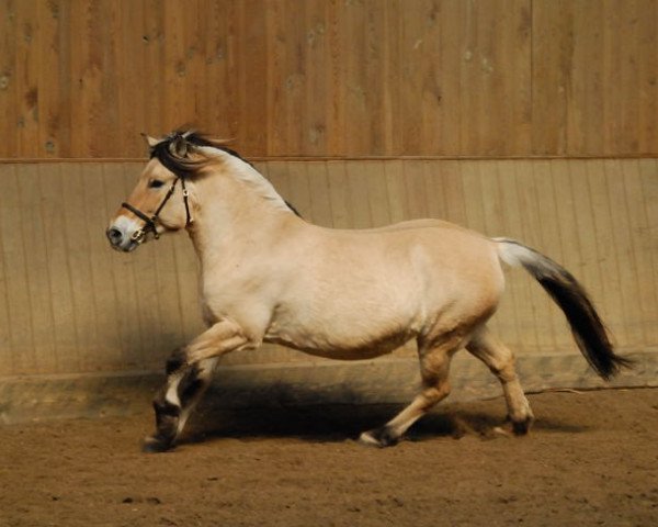 broodmare Luise (Fjord Horse, 2002, from Thymi)