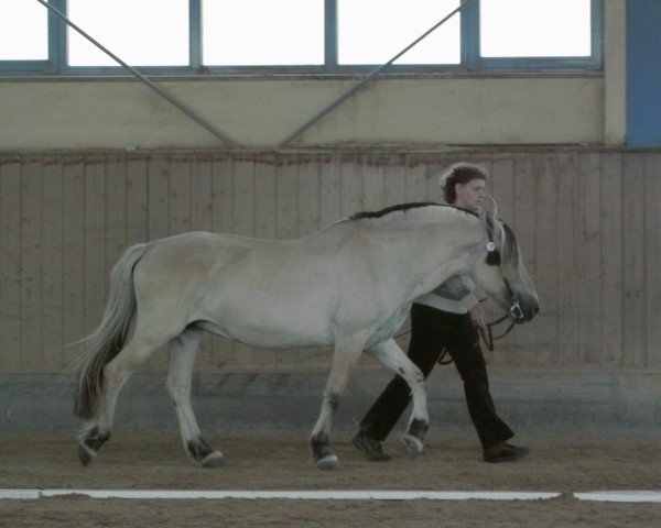 Zuchtstute Anja (Fjordpferd, 1979, von Imperator)