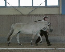 broodmare Anja (Fjord Horse, 1979, from Imperator)