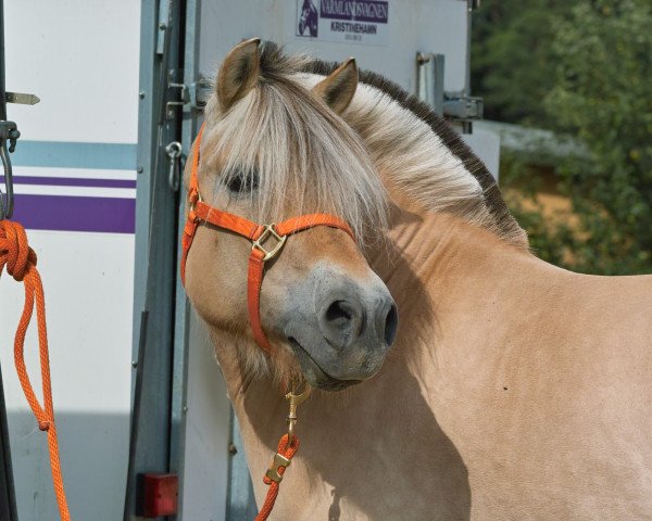 horse Odylle (Fjord Horse, 1994, from Havstad)