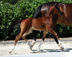 dressage horse Farina 1078 (Westphalian, 2018, from For Final)