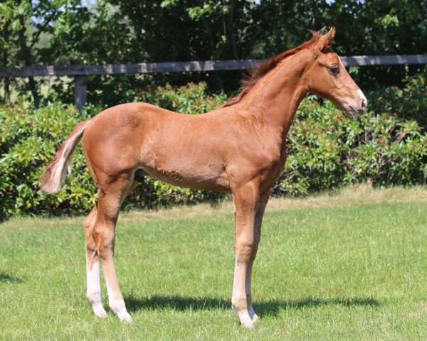 dressage horse Hengst von DonRoyal / LordFantastic (Oldenburg, 2020, from Don Royal)