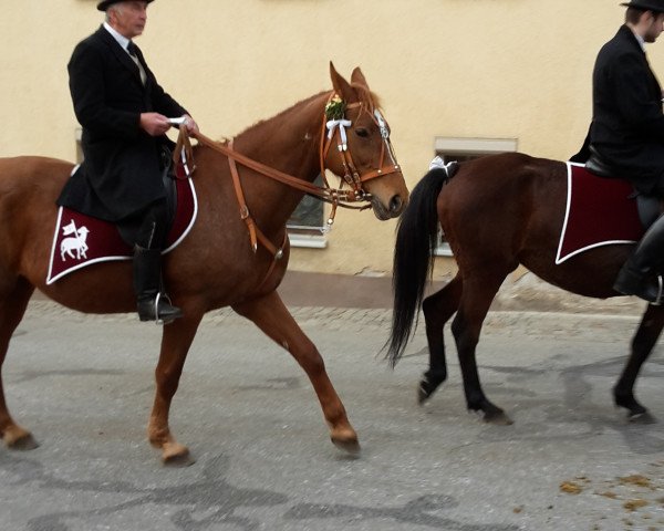 broodmare Korinna (Mecklenburg, 2001, from Konkret 2)