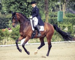 dressage horse Robin 727 (Westphalian, 2008, from Rubin Royal OLD)