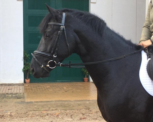 horse Juvignon (Hanoverian, 2015, from Juventus)