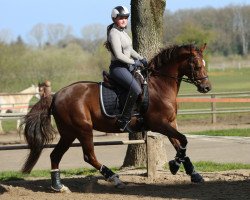 dressage horse Coppa Cabana (German Riding Pony, 2005, from Charivari)