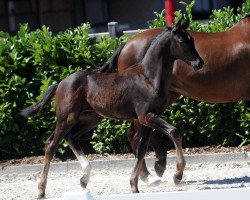 dressage horse Freigeist 16 (Westphalian, 2018, from For Final)