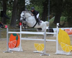 Springpferd Checkerbunny (Rheinländer, 2011, von Cachas)